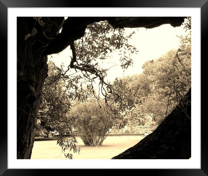 Through The Tree Hole Framed Mounted Print by rob/vicki witcomb