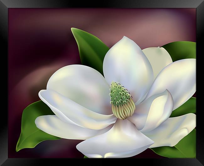 Magnolia Flower Framed Print by Lidiya Drabchuk