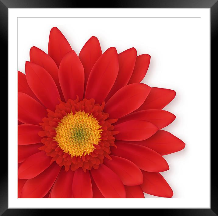 Gerbera Flower Close-up Framed Mounted Print by Lidiya Drabchuk