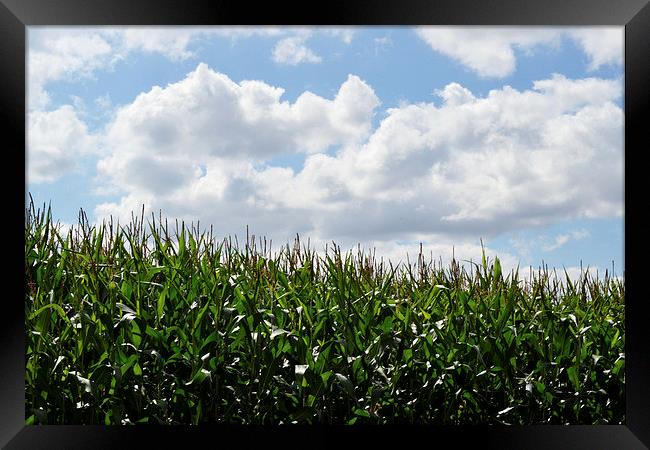 Reaching for the sky Framed Print by Tracy Smith