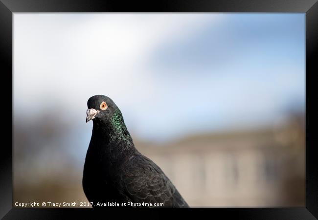 Pidgeon Framed Print by Tracy Smith