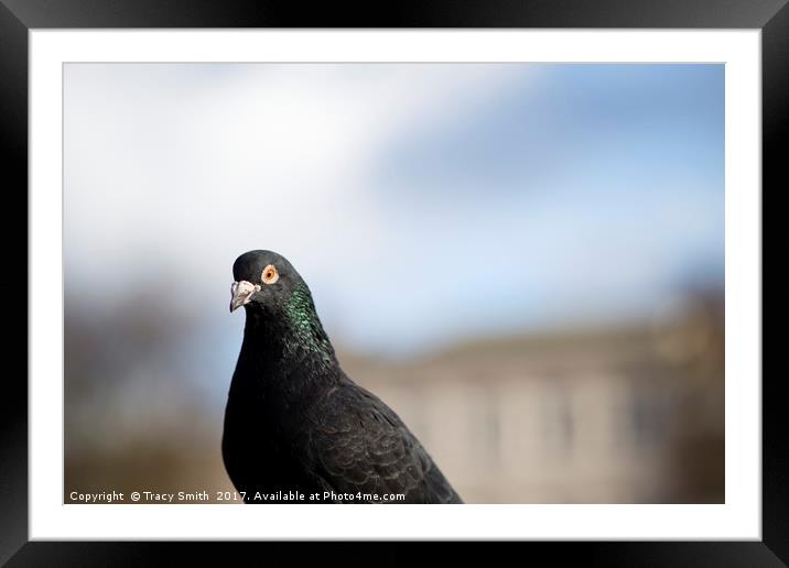 Pidgeon Framed Mounted Print by Tracy Smith