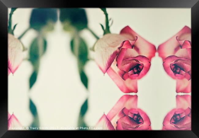 Pink Rose Framed Print by Tracy Smith