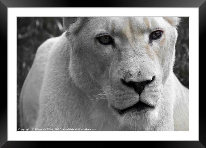A female lion looking at the camera Framed Mounted Print by Diane Griffiths