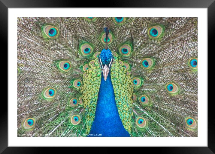 Peacock Framed Mounted Print by Diane Griffiths