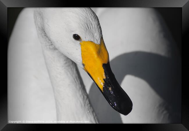 Whooper Swan close up Framed Print by Diane Griffiths