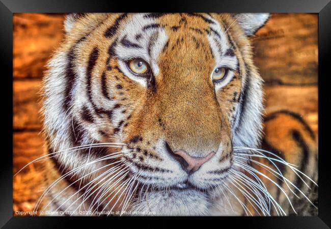 Tiger Portrait Framed Print by Diane Griffiths