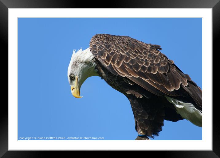 Bald Eagle Framed Mounted Print by Diane Griffiths
