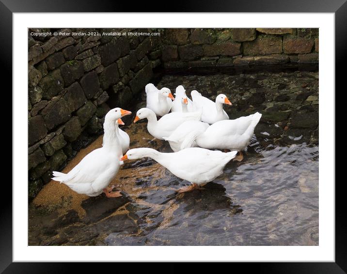 A small flock of domestic farmyard white geese standing in a shallow streamA bird that is standing in a parking lot Framed Mounted Print by Peter Jordan