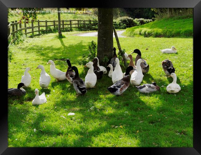 A flock of domestic farmyard ducks resting on grass under a tree  Framed Print by Peter Jordan