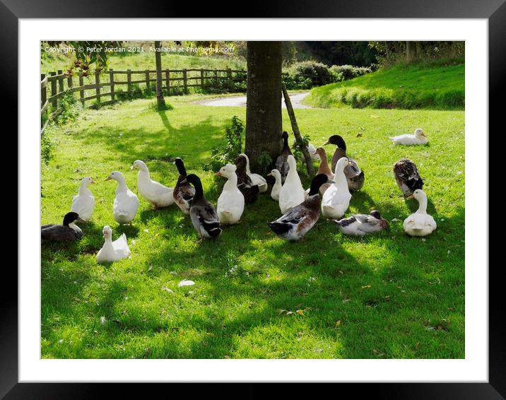 A flock of domestic farmyard ducks resting on grass under a tree  Framed Mounted Print by Peter Jordan