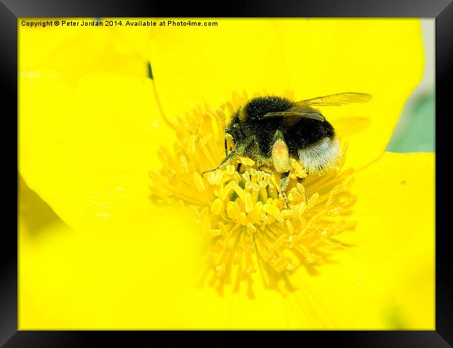 Bumble Bee Collecting Nectar Framed Print by Peter Jordan