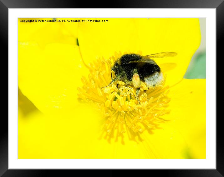 Bumble Bee Collecting Nectar Framed Mounted Print by Peter Jordan