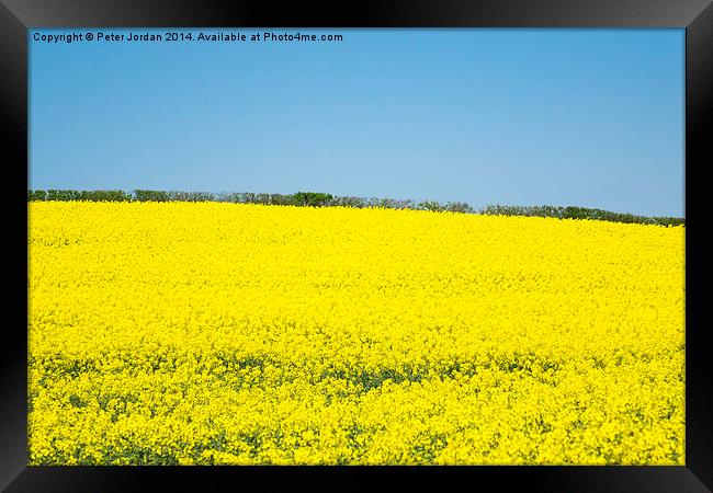 Yellow and Blue Spring Framed Print by Peter Jordan