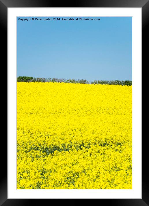 Yellow and Blue Spring Framed Mounted Print by Peter Jordan