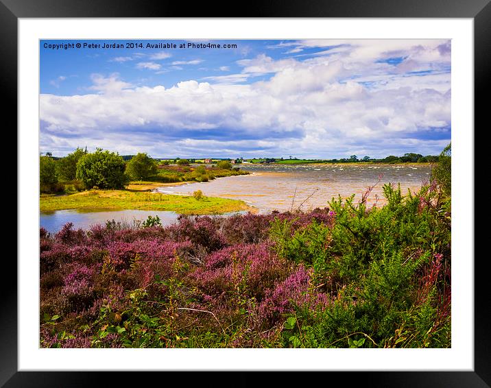  Yorkshire moors heather  Framed Mounted Print by Peter Jordan