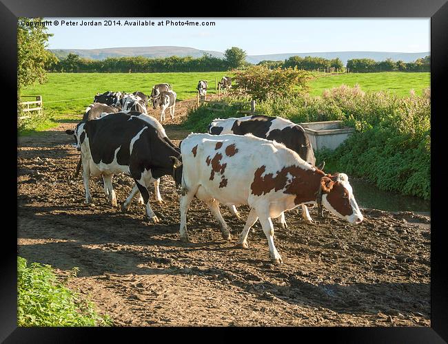  Cows coming home Framed Print by Peter Jordan