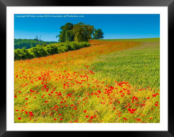  Red Poppies in a corn field Framed Mounted Print by Peter Jordan