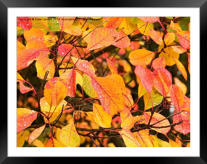  Autumn Leaves Framed Mounted Print by Peter Jordan