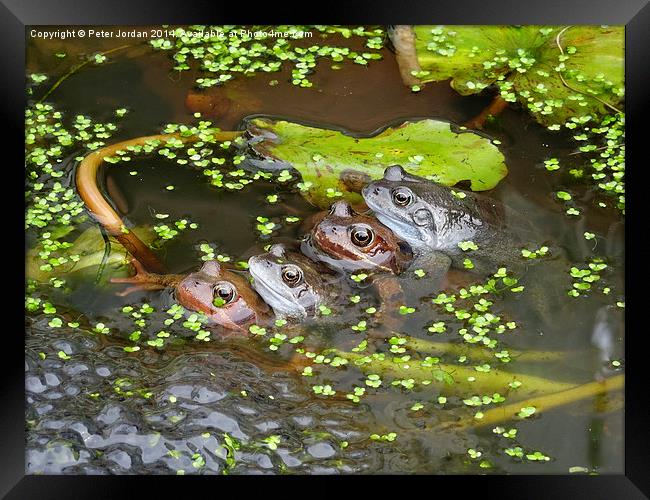  Two Frog Couples Springtime Framed Print by Peter Jordan