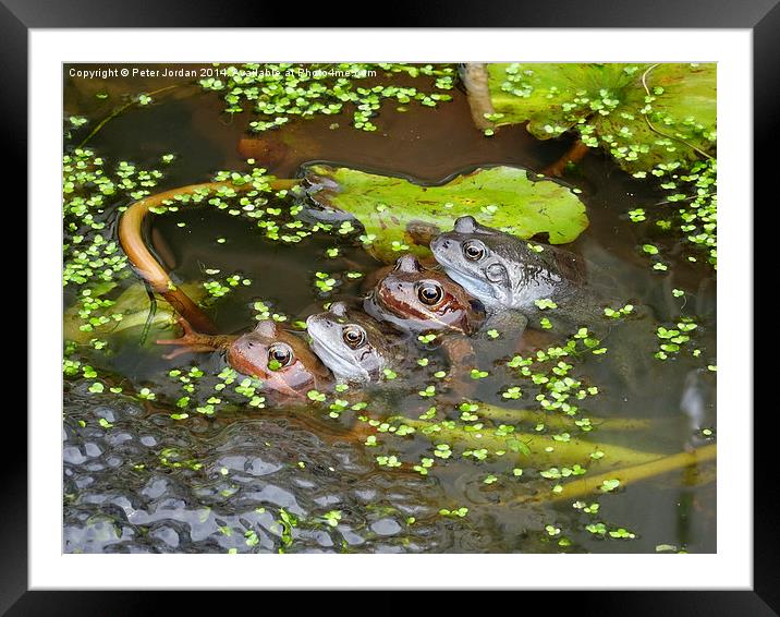  Two Frog Couples Springtime Framed Mounted Print by Peter Jordan