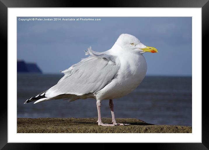 Herring Gull  Framed Mounted Print by Peter Jordan