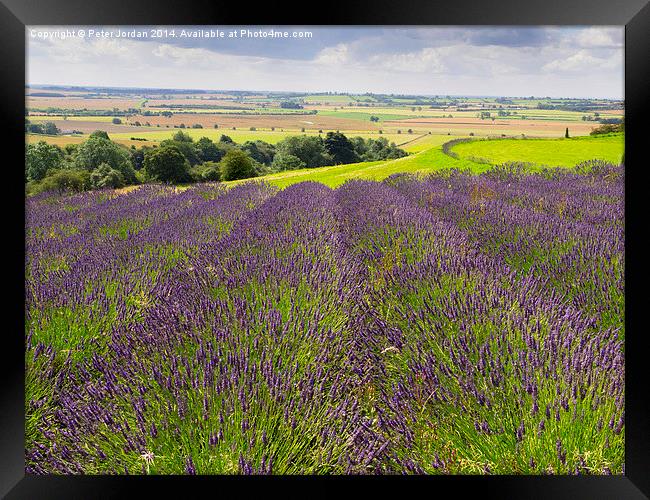  Yorkshire Lavender Framed Print by Peter Jordan