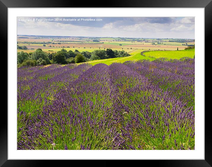  Yorkshire Lavender Framed Mounted Print by Peter Jordan