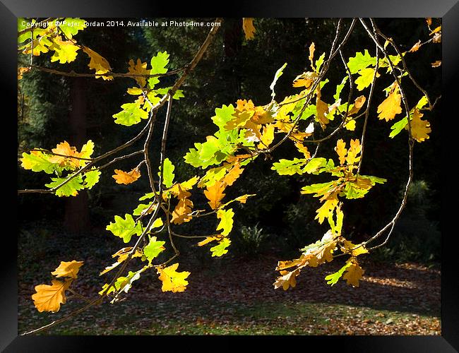  Oak leaves autumn fall Framed Print by Peter Jordan