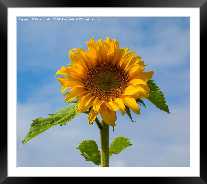  Sunflower 1 Framed Mounted Print by Peter Jordan