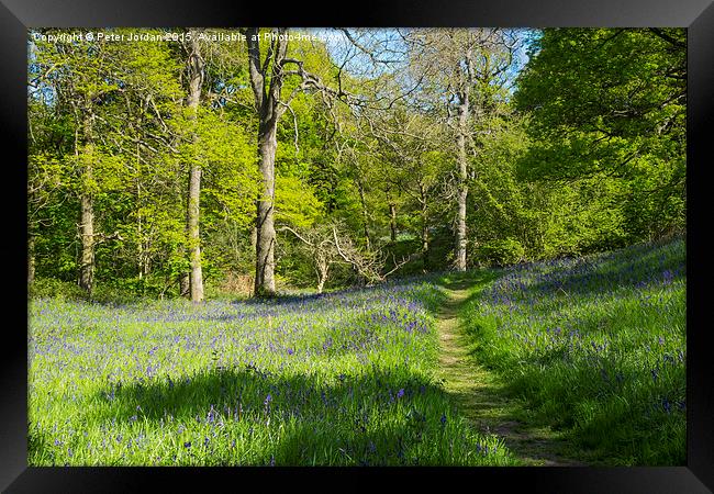  Bluebell Woods Spring Framed Print by Peter Jordan