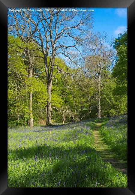  Bluebell Woods Spring 2 Framed Print by Peter Jordan
