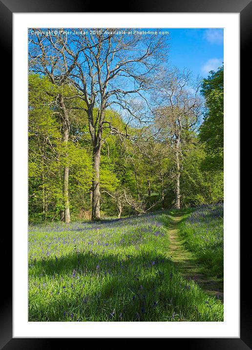  Bluebell Woods Spring 2 Framed Mounted Print by Peter Jordan