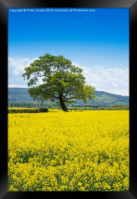  Tree Yellow Rape Seed 3 Framed Print by Peter Jordan