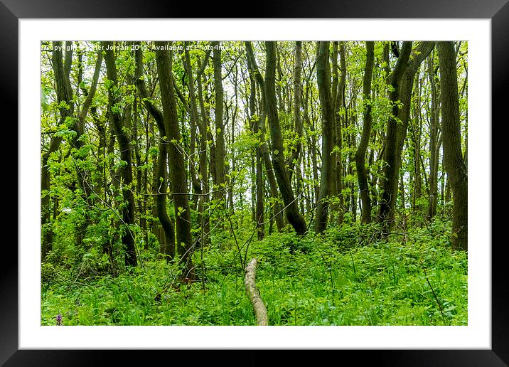  Springtime Deciduous Wood Framed Mounted Print by Peter Jordan