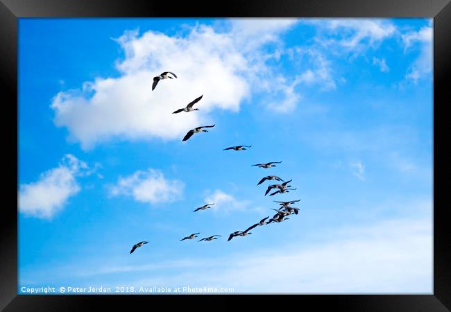 A skein of Canada Geese  flying over the RSPB  Sal Framed Print by Peter Jordan