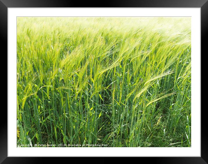  Wheat ripening in a field in early summer in Engl Framed Mounted Print by Peter Jordan