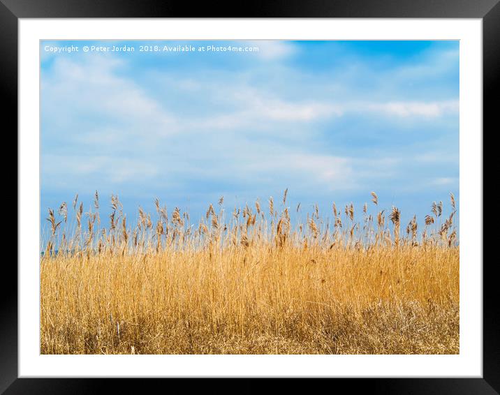 A Reed Bed in a wetland  Nature Reserve  in Yorksh Framed Mounted Print by Peter Jordan