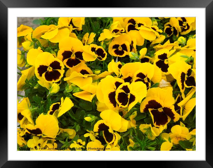 Yellow Pansy plants with a blotch in a garden cent Framed Mounted Print by Peter Jordan