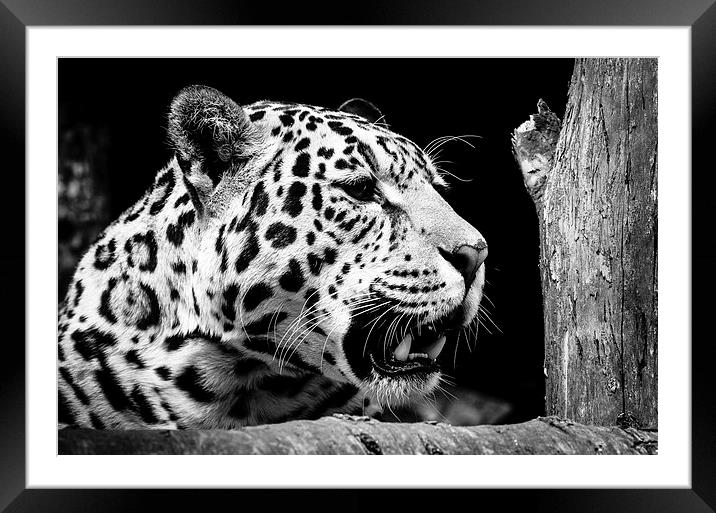 Jaguar Framed Mounted Print by Andy Barker