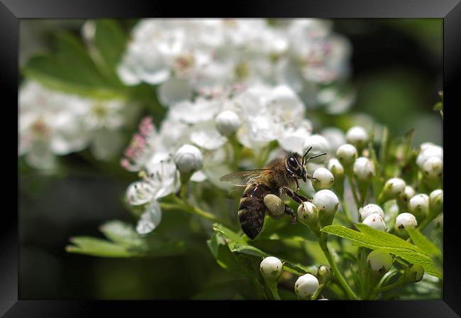 Bee landing on Thorn Blossom Framed Print by Daniel Garner