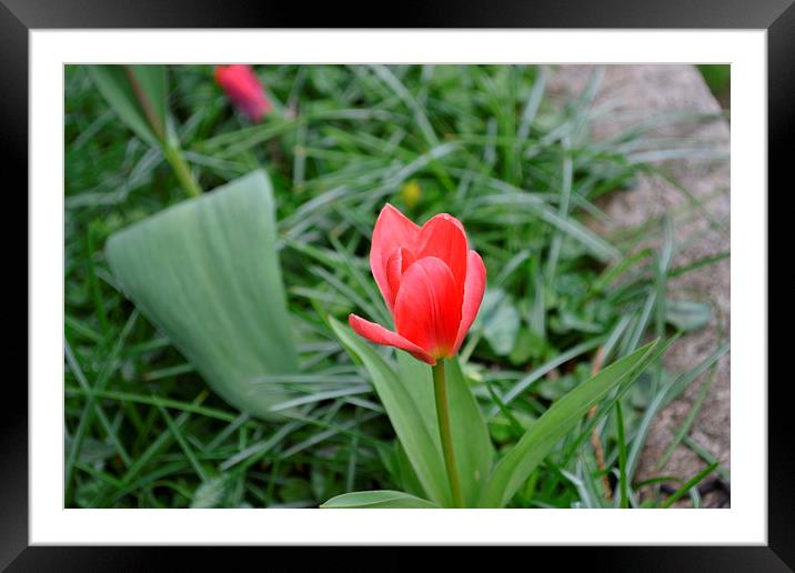 lonely tulip Framed Mounted Print by carley davey