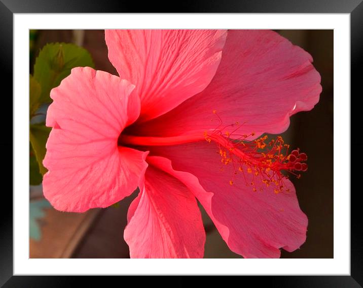 a pink hibiscus in bloom Framed Mounted Print by Pete Schulte