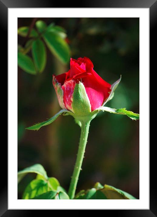the red rose Framed Mounted Print by Pete Schulte