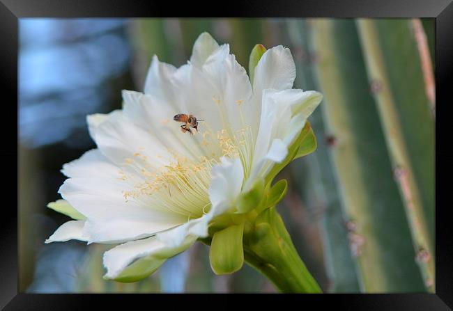 just buzzin around Framed Print by Pete Schulte