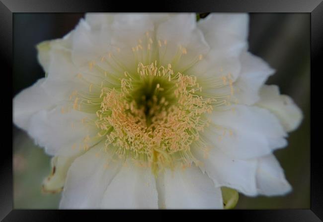 cactus flower in bloom Framed Print by Pete Schulte