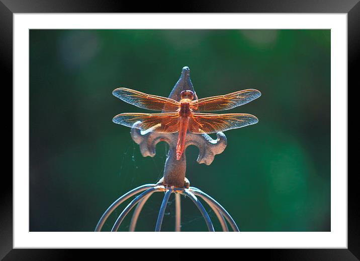 dragonfly sunning its wings Framed Mounted Print by Pete Schulte