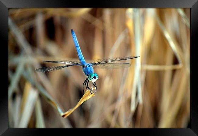 dragonfly hanging out Framed Print by Pete Schulte