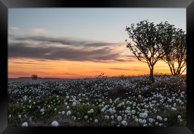 Cotton grass at Windyheads Framed Print by Fiona McRae