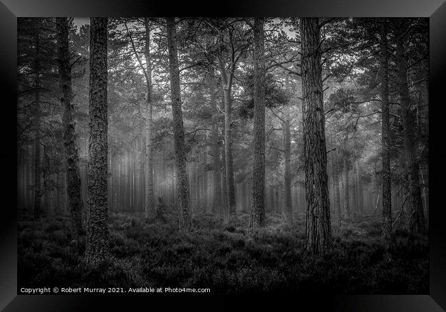 Morning Forest Monochrome Framed Print by Robert Murray
